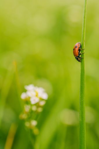 A vertical selective focus shot of a ladybird beetle on a plant in a field captured on a sunny day