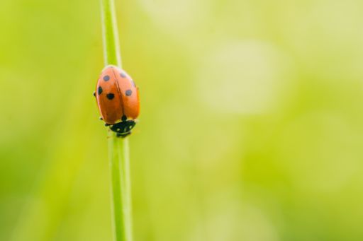 A selective focus shot of a ladybird beetle on a plant in a field captured on a sunny day