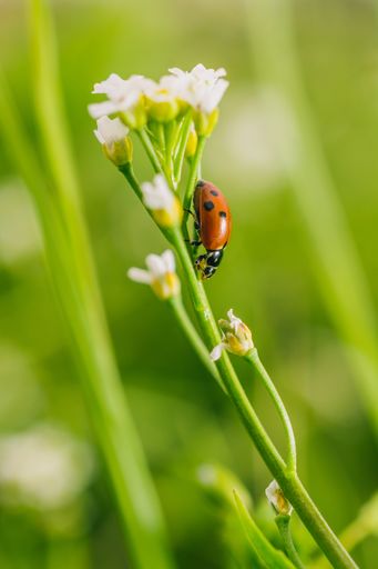 A vertical selective focus shot of a ladybird beetle on a flower in a field captured on a sunny day