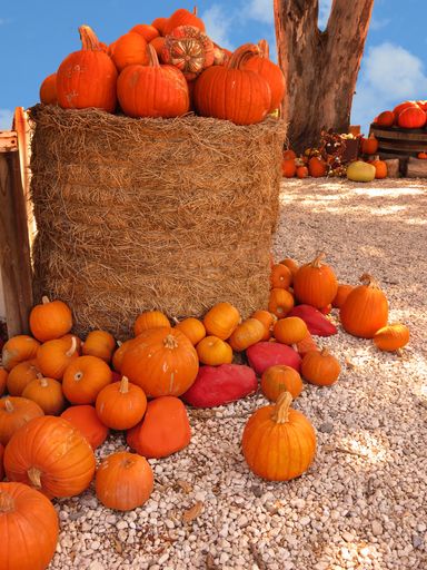 A pumpkin harvest perfect for halloween decorations