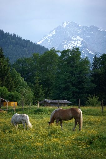 A vertical shot of horses grazing on a meadow near Bavarian mountains