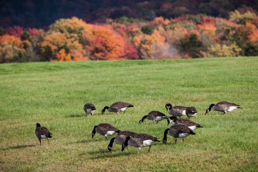 A selective focus shot of Canadian Geese in green grass in West Virginia's Canaan Valley State Park