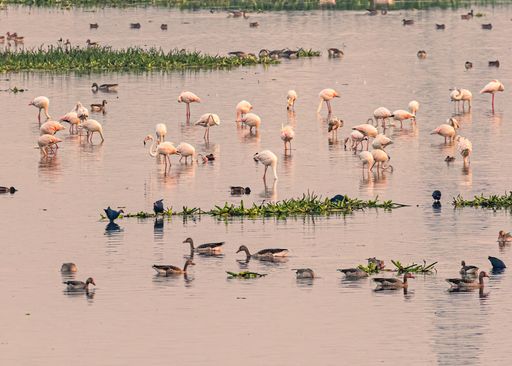A beautiful view of many colored flamingos birds together in the lake