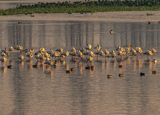 A Beautiful view of many Flamingos its time to sleep in a lake during evening