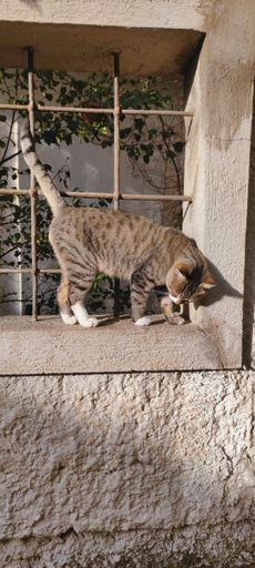 A closeup of a cute striped cat standing next to a wooden pole outdoors on a sunny day