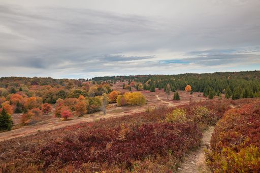 A beautiful view of Bear Rocks hiking trail in Dolly Sods Wilderness Area in West Virginia