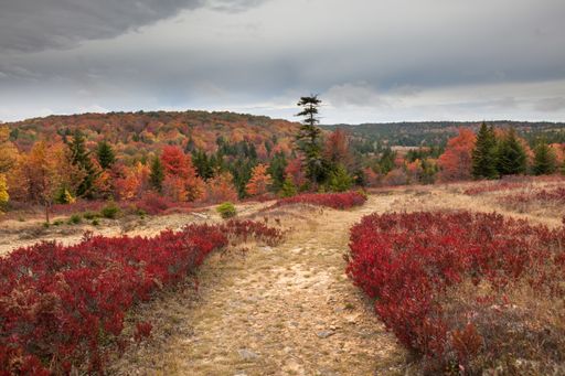 A beautiful view of Bear Rocks hiking trail in Dolly Sods Wilderness Area in West Virginia