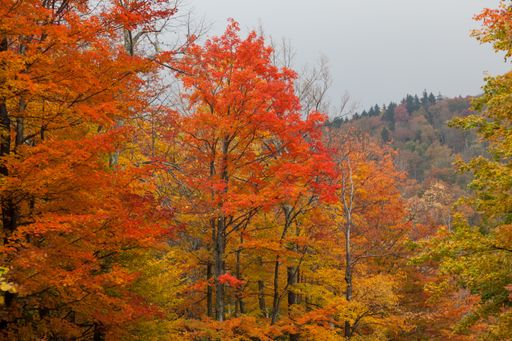 A beautiful view of the majestic landscape with colorful fall trees near Canaan Valley