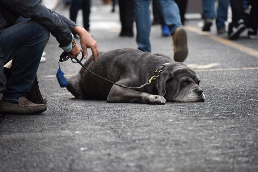 A close-up shot of the cute tired dog lying on the ground