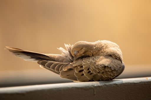 A closeup of an adorable Turtle Dove scratching its tail with beak on a beige background