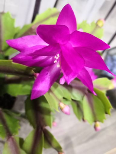 a vertical selective focus shot of a pink flower of a cactus captured on a bright day