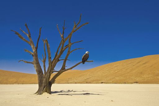 A lone tree with an eagle perched on a branch in the desert under a clear blue sky, showcasing the stark beauty of the arid landscape.