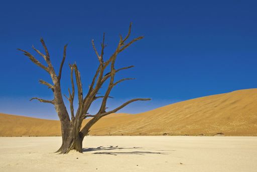 A solitary dead tree stands in the arid landscape of Deadvlei, Namibia, beneath a vibrant blue sky and surrounded by sand dunes.