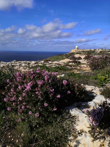 a vertical shot of a beautiful beach covered with bushes and flowers in Malta captured on a sunny day