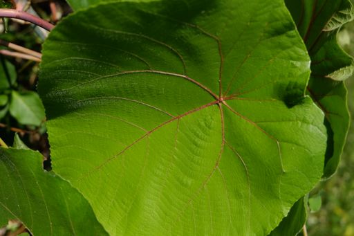 An overhead closeup shot of a huge green leaf with red veins on it