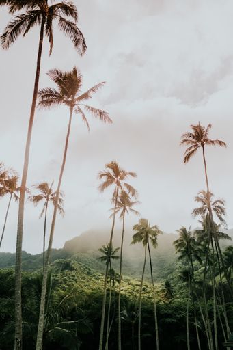 A beautiful vertical picture of palms against a foliage mountain