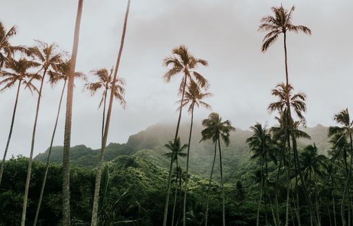 A beautiful vertical picture of palms against a foliage mountain