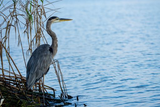 A selective focus shot of a beautiful heron bird standing on the shore of the lake