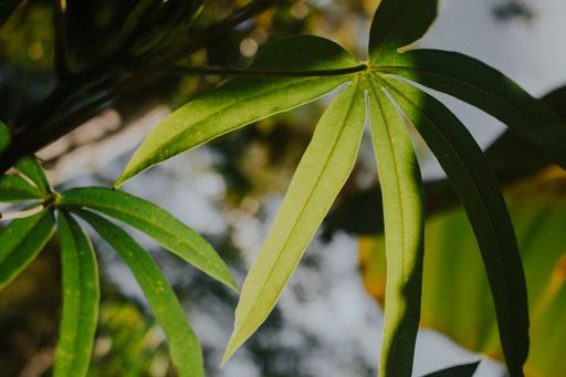 A closeup of fresh green pachira leaves under the sunlight