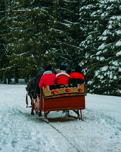 A vertical shot of a back view of people in the sleigh among the firs all covered with snow