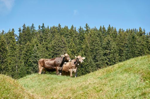 A pair of brown cows looking ahead on a bright green hill surrounded by lush tress under a bright sky