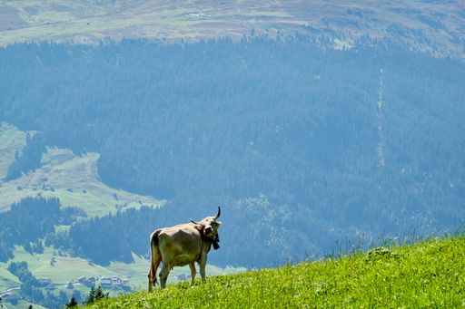 A cute cow looking back on a vibrant green hill with a gorgeous mountainous view in the background