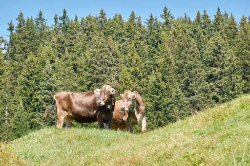 A pair of cute brown cows looking to the side on a vibrant green hill surrounded by lush trees on a sunny day
