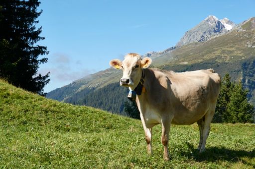 A cute white cow with a bell around her neck in a beautiful field with mountains around it on a sunny day