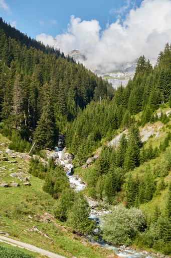 A gorgeous view of a stream running through the wilderness in Switzerland surrounded by lush trees on a sunny day