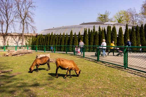 Two goats grazing fresh green grass inside a fenced area and people on a footpath in the zoo