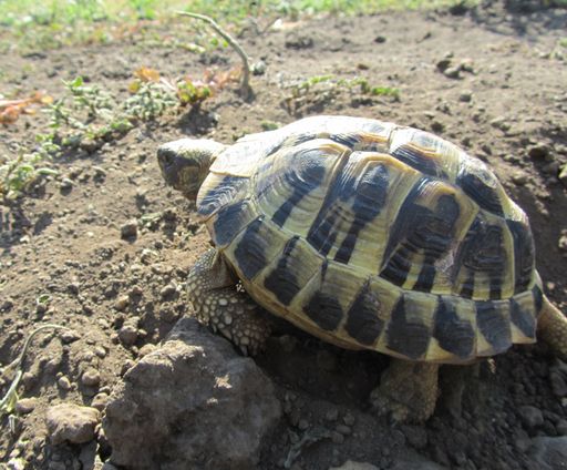A beautiful closeup of a Wild Hermann's tortoise on volcanic soil and vegetation.