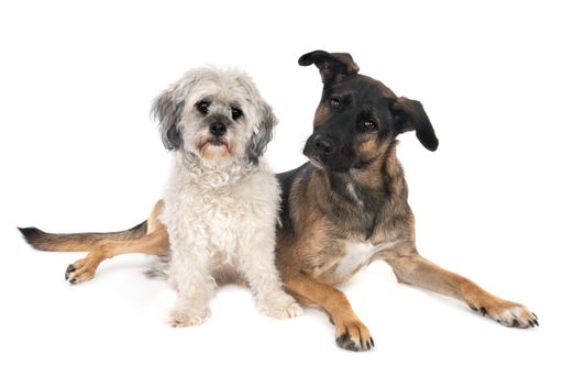 A Two looking crossbreed dogs together isolated on a white background