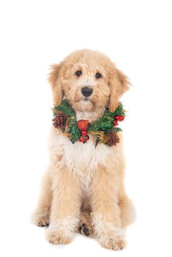 A golden Labradoodle dog with cute face wearing Christmas wreath isolated on a white background