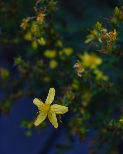 An amazing close-up shot of a beautiful flower growing on a tree branch