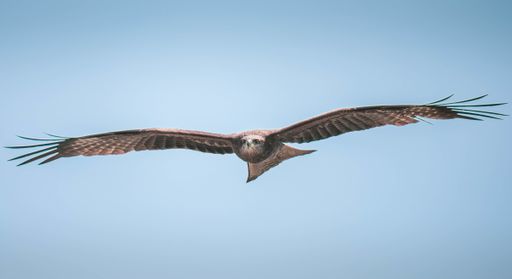 An aerial shot of an Osprey Pandion Haliaetus isolated on a blue sky background