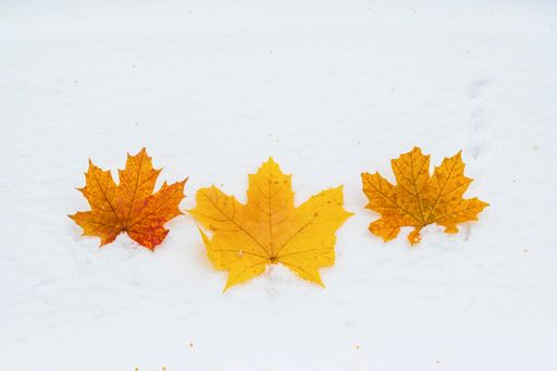 Three yellow-orange dry maple leaves lie on the white, freshly fallen first snow.