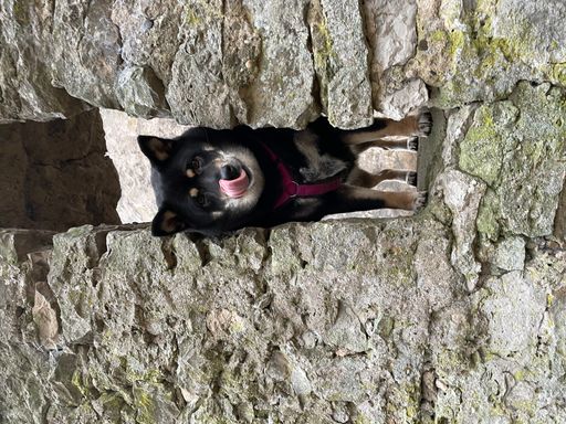 A cute black Shiba Inu breed dog with a collar and the ruined walls of an old fort in the forest