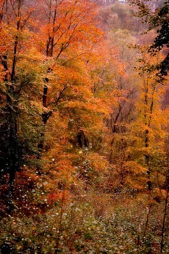 A vertical shot of a forest in autumn