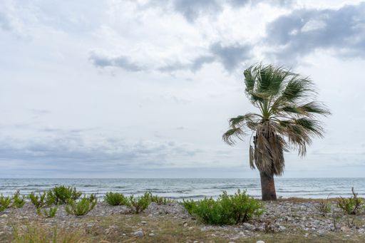 A lone palm tree sways in strong gusts of wind during a storm on a cloudy, unpleasant day at the beach with waves. Castellon, Spain.