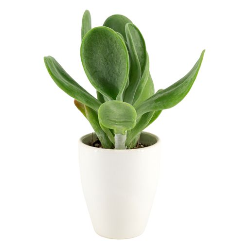 A potted succulent plant with thick green leaves in a white ceramic pot isolated on a white background.