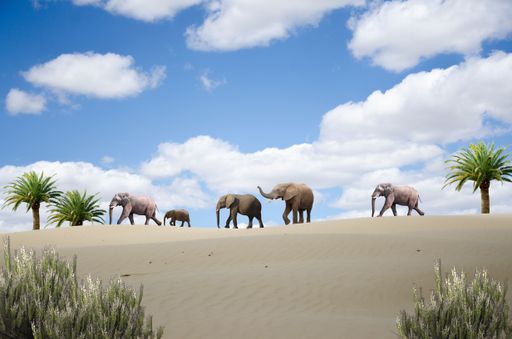 A herd of elephants walking across a desert landscape with palm trees and a bright blue sky.