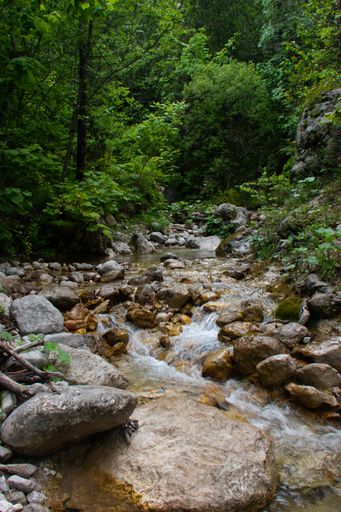 A vertical shot of a small river surrounded by greenery flowing through the rocks during the daytime
