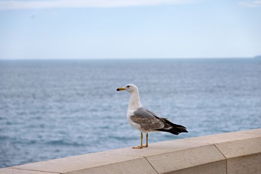 Seagull perched on a stone ledge overlooking the calm ocean under a clear blue sky.