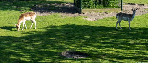 Two deers grazing in the lush green field on a sunny day in summer