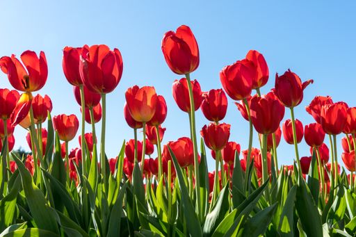 Beautiful r tulips grown in the flower field in Lisse, Netherlands on a sunny day