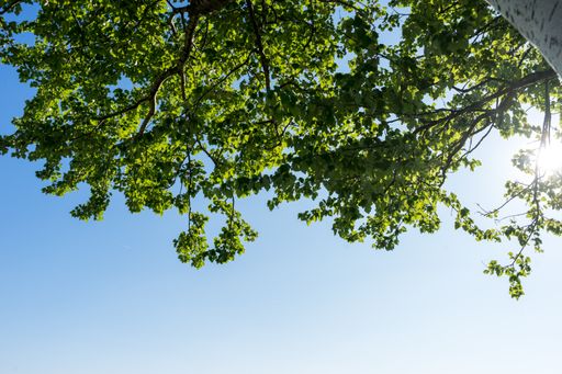 A low-angle shot of a green tree against the clear sky on a sunny day