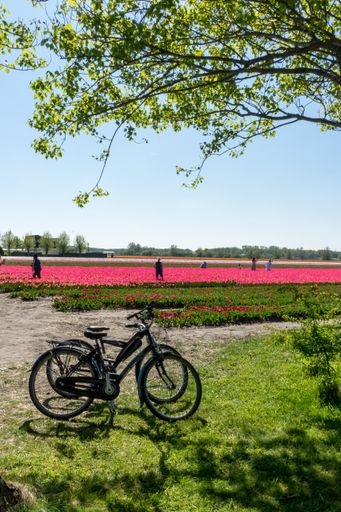 A beautiful view of Cycles parked alongside a tulip field in Lisse, Netherlands on a sunny day