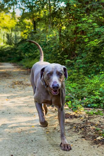 Weimaraner running down a path surrounded by forest. Close up view of the head of a hunting dog, Happy dog on a sunny day.
