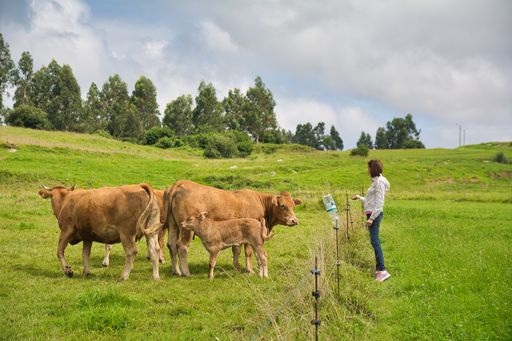 A view of brown cows and a young girl looking at them in the field under the cloudy sky