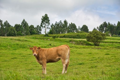 A view of a brown cow (Bos taurus) looking at the camera in the field under the cloudy sky